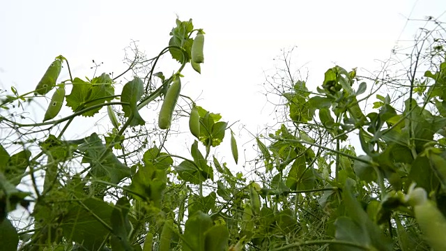 一些豌豆荚在植物中视频素材