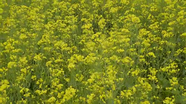 油菜籽上黄色的花视频素材