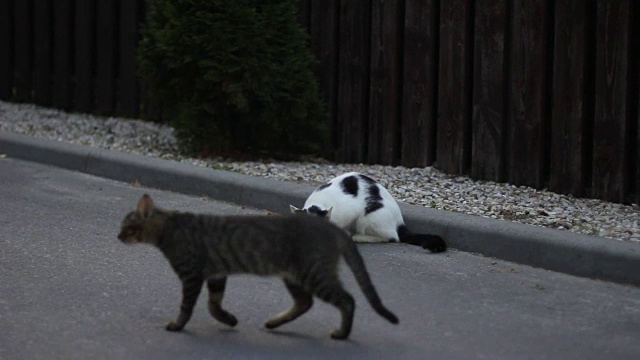 猫保护牙齿上的老鼠不受另一只猫的伤害视频素材