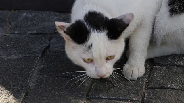 猫和老鼠的牙齿的特写视频素材