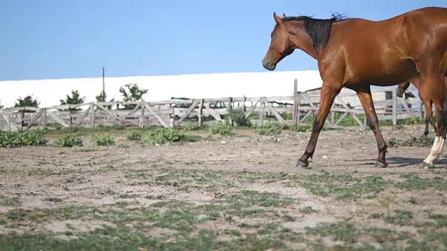 棕色的马在农场散步。骏马飞奔，摇着尾巴。背景是一群马。特写镜头视频素材