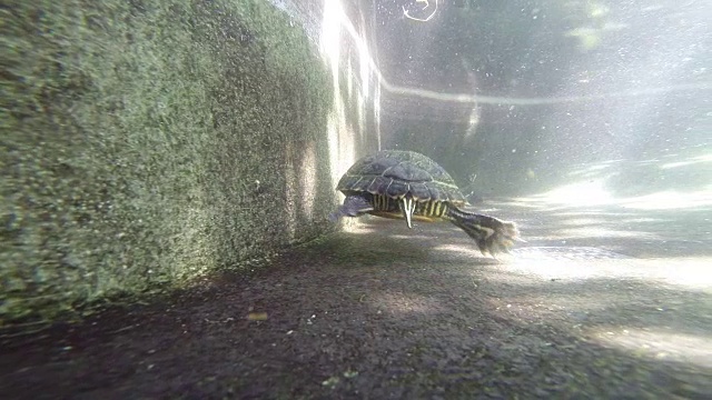 黄色光滑滑块(Trachemys scripta scripta)视频素材