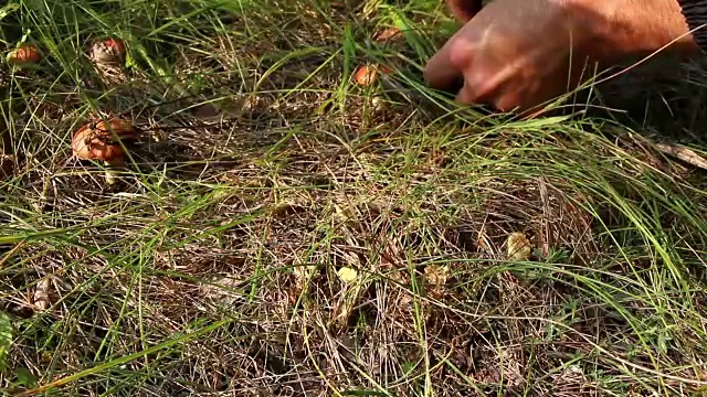 一个人在种植一种可食用的细粒苏柳菇视频素材