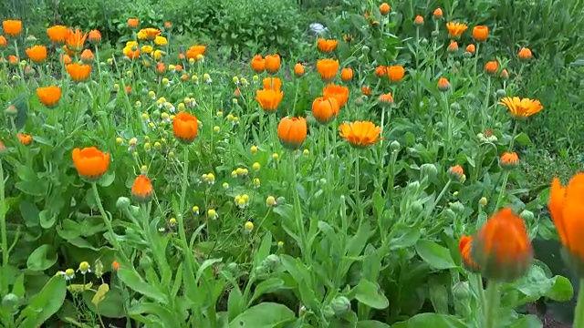 金盏花在花园里开花视频素材