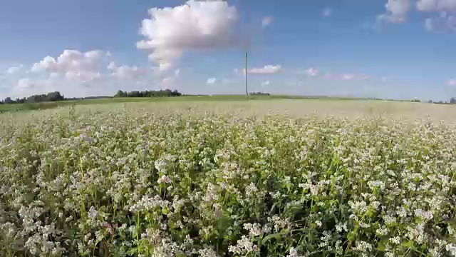 荞麦地，时光流逝视频素材