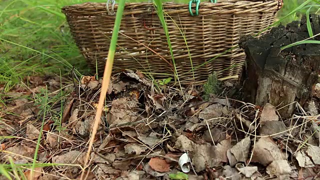 采蘑菇的人把森林里的松乳菇挖出来并切开视频素材