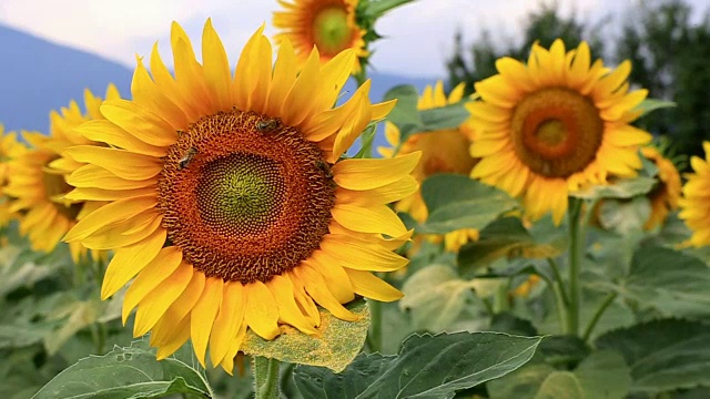 蜜蜂采集花粉视频素材