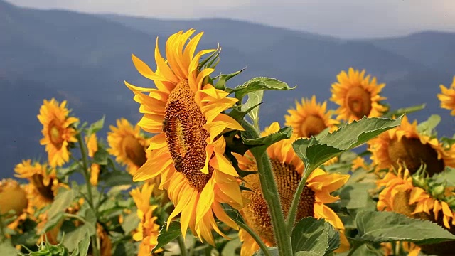 蜜蜂采集花粉视频素材