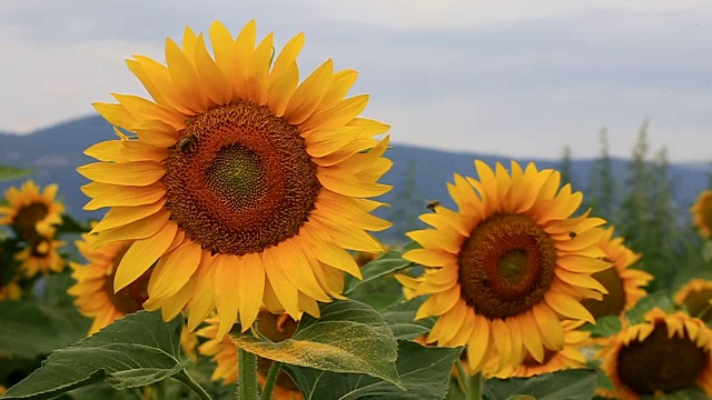 蜜蜂采集花粉视频素材