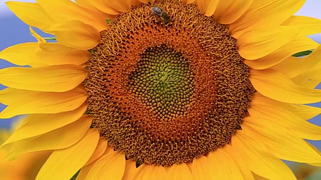 蜜蜂采集花粉视频素材