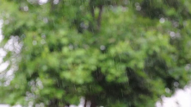 热带雨林视频素材