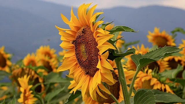 蜜蜂采集花粉视频素材