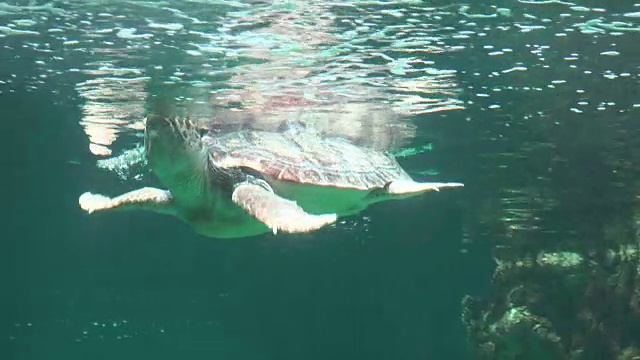 海龟在水面呼吸空气视频素材