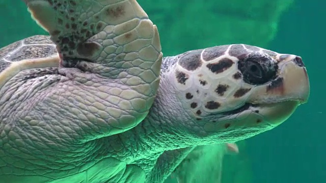 海龟及海洋生物视频素材