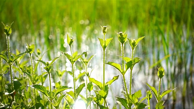 田野里绿草的嫩芽和水中反射的阳光的虚化视频素材