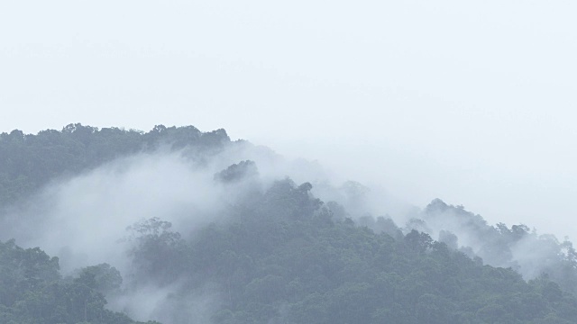 4k亚洲雨林热带暴雨画面视频素材