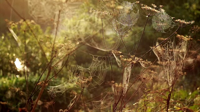 蜘蛛的网清晨拂晓河视频素材