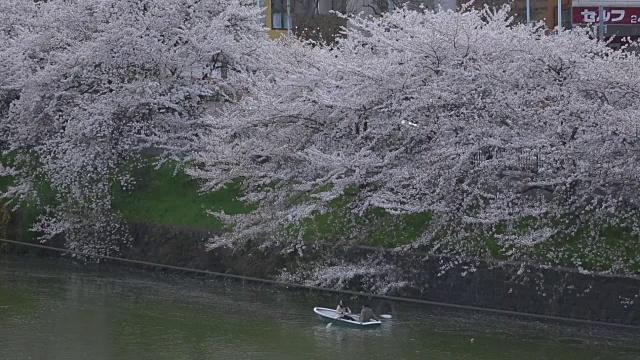 东京，护城河边樱花下的小船视频素材