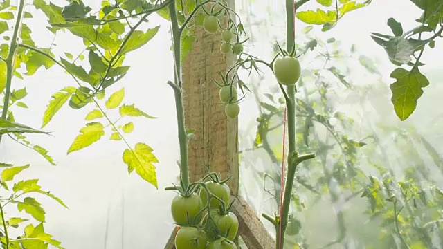 绿番茄在温室的枝头，倾斜视频素材