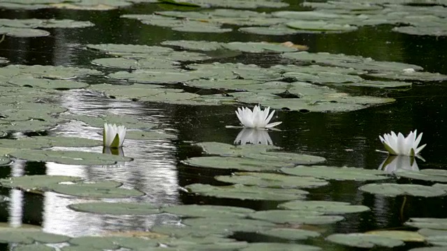 池塘里有许多睡莲视频素材