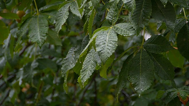 滴在树叶上的雨。视频素材