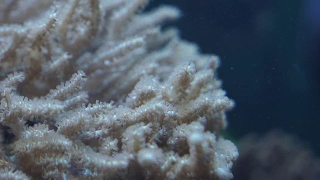 水族馆底部的珊瑚视频素材