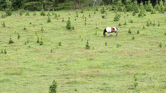 马在山上吃草视频素材