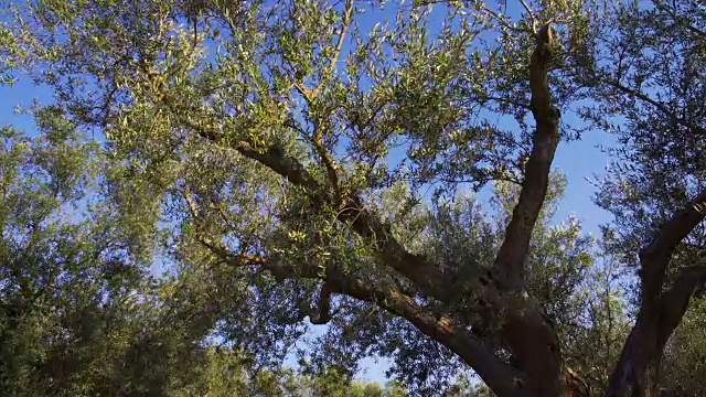 橄榄枝和橄榄树在刮风的日子视频素材