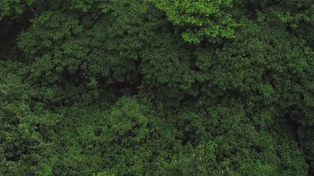 航拍:在苍翠茂密的丛林上空飞行视频素材