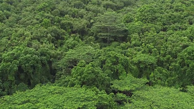 航拍:在茂密的丛林和杂草丛生的荒野上空飞行视频素材