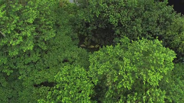 航拍:在茂密的雨林上空飞行，在一条安静的丛林河上空飞行视频素材