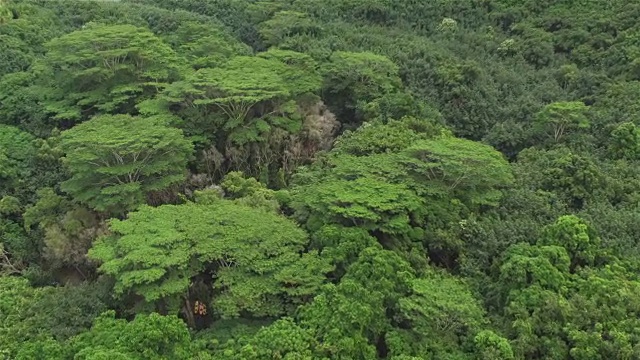 航拍:在郁郁葱葱的热带雨林上飞行，在丛林河岸上乘坐彩色独木舟视频素材