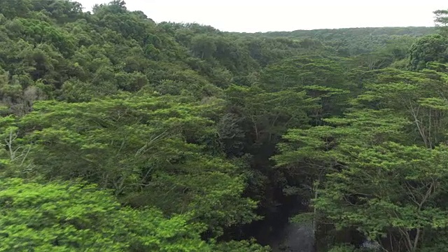 图片:茂密的金合欢树生长在雨林深处的河岸上视频素材