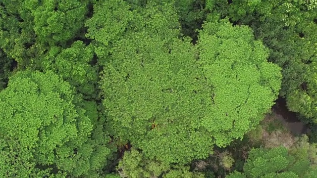 航拍:飞越壮观的丛林树冠和美丽的弯曲河流视频素材