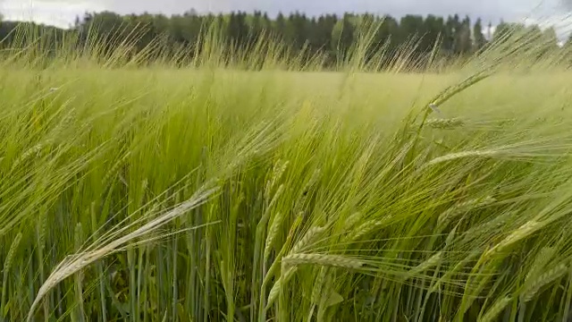 近距离观察大麦植株上的谷物视频素材