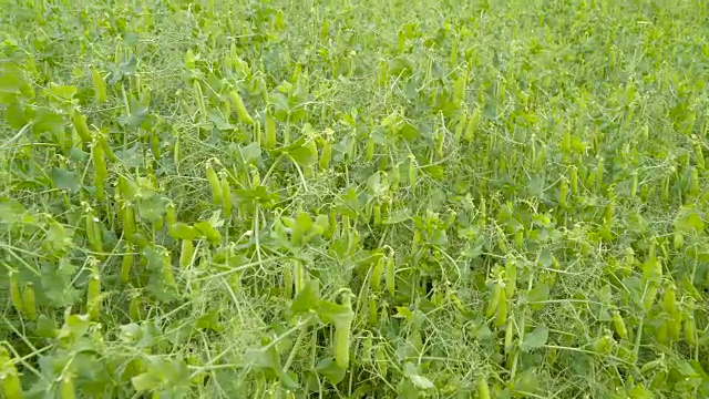 豌豆荚挂在豌豆植株上视频素材