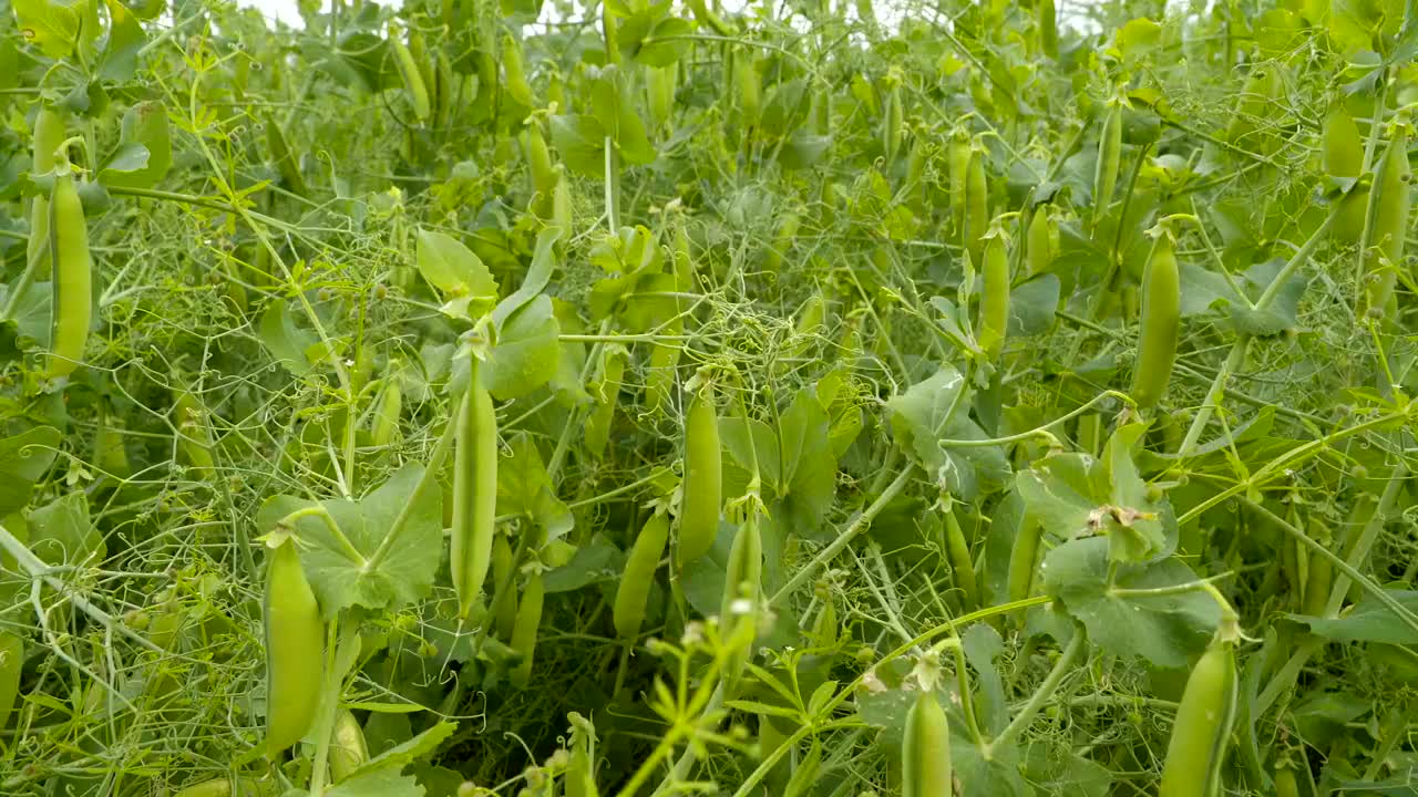 仔细看地里的豌豆荚视频素材