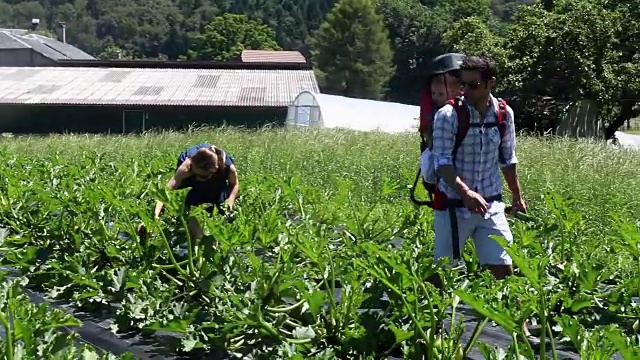 女人拿着黄瓜。一对夫妇在有机农场寻找食物视频素材