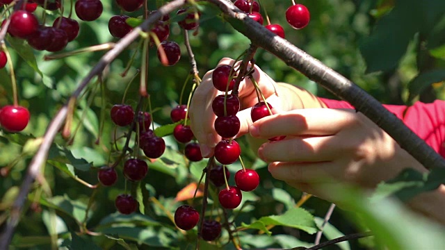 两段采摘樱桃果实的慢动作视频视频素材