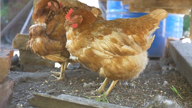 农场家禽鸡在院子里的宠物慢动作视频视频素材