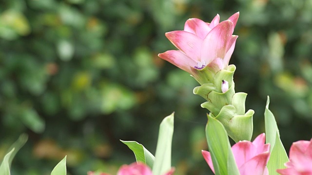 暹罗郁金香花随风摇曳视频素材