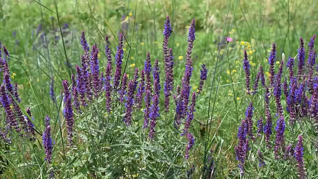 有蜜蜂采蜜或花粉的草地上的许多野生紫色鼠尾草花视频素材