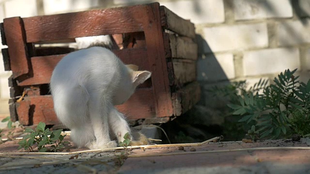 白色小猫坐在户外舔自己的慢动作视频视频素材