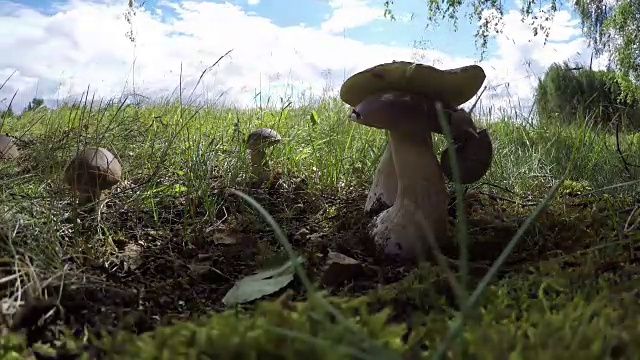 牛肝菌与勃艮第蜗牛，时间流逝视频素材