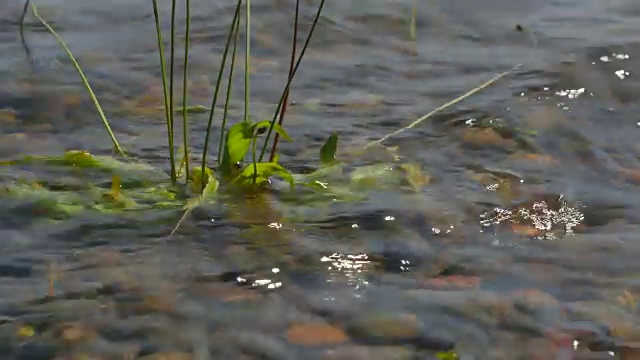 湖滨植物视频下载