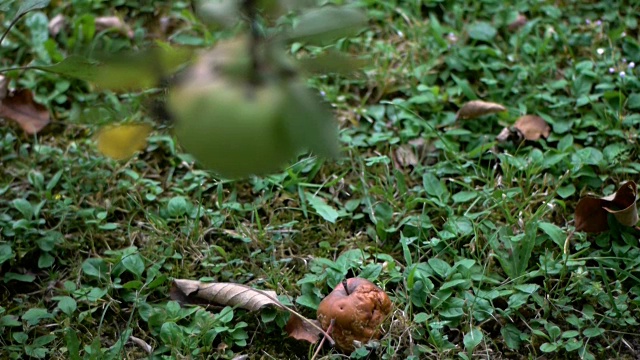 苹果视频素材