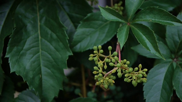 树枝上的芽视频下载