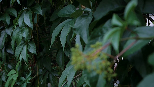 树枝上的芽视频下载