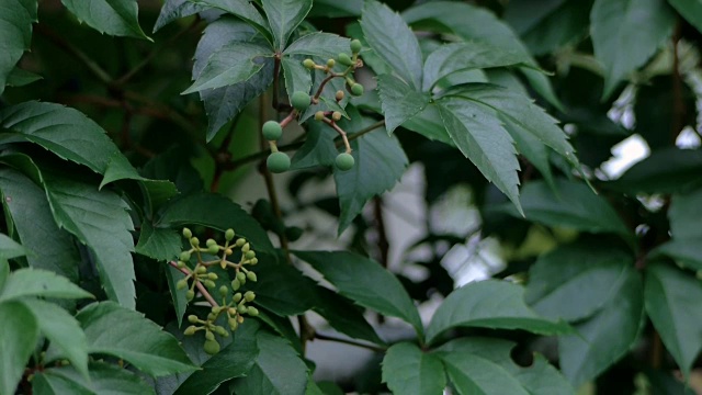 树枝上的芽视频下载