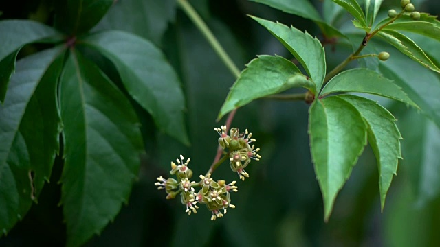 树枝上的芽视频下载